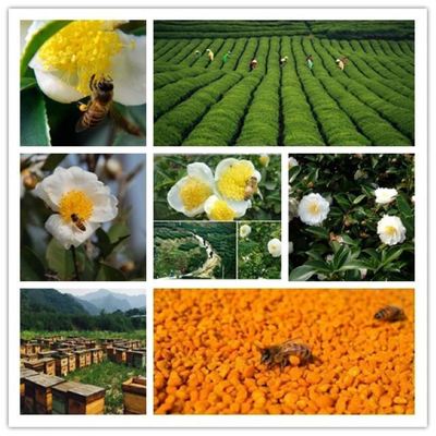 Manufacturer Supply Bulk Food Grade Bee Pollen Granules Natural Herbal Extract Premium Tea Bee Pollen in Bag Packaging