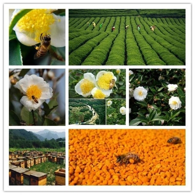 OEM Manufacturer Supply Bulk Food Grade Bee Pollen Granules Natural Herbal Extract Premium Tea Bee Pollen in Bag Packaging