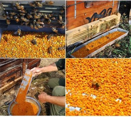 Private Label Hot Selling Premium Tea Bee Pollen Granules Manufacturer Supply Bulk Tea Bee Pollen in Bag Packaging