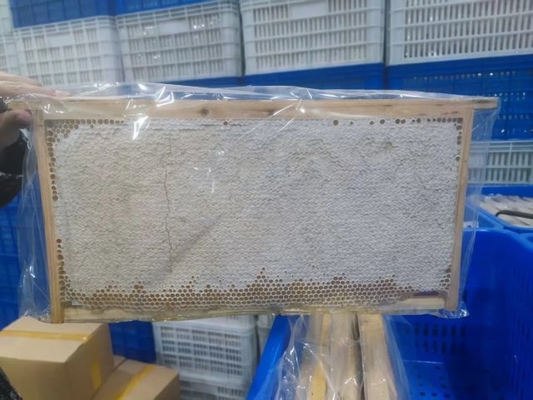 New Season Harvest Fresh Honeycomb Premium Health Product High Quality Natural Raw Comb Honey