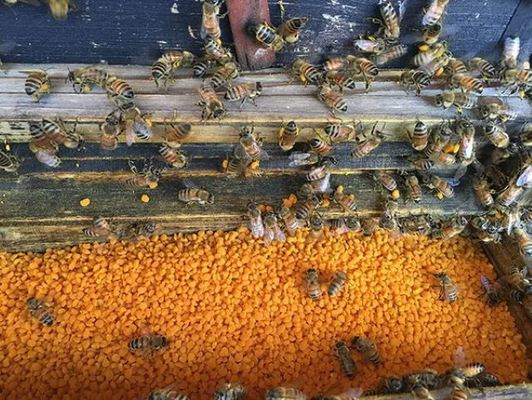 OEM Hot Sale Premium Lotus Bee Pollen Food Grade Health Supplement New Season Harvest Fresh Lotus Bee Pollen